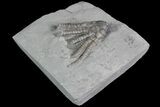 Crinoid (Abrotocrinus) Fossil - Crawfordsville, Indiana #92762-1